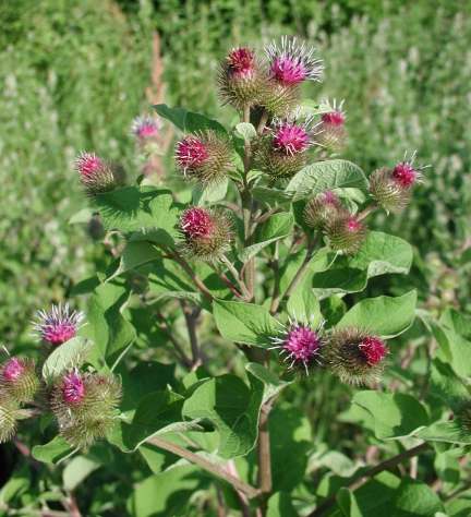 Burdock Extract - Herbal Extracts