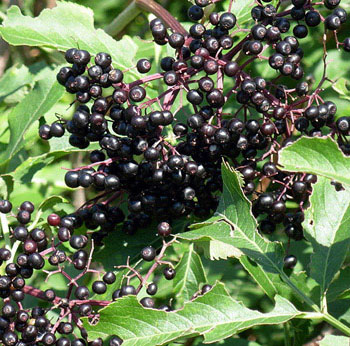 Elderberry Extract Powder - Herbal Extracts