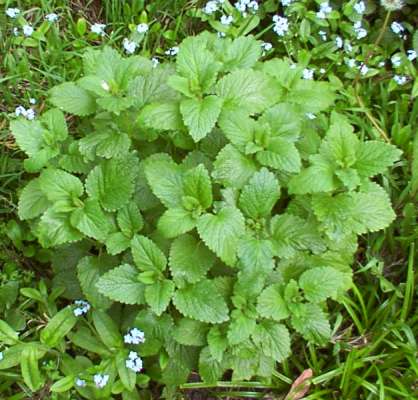 Lemon Balm Extract - Herbal Extracts