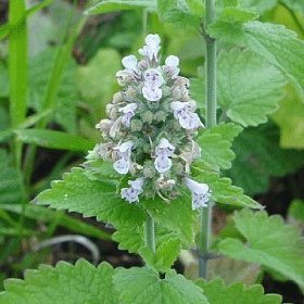 Nepeta Cataria Extract - Herbal Extracts