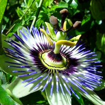 Passion Flower Extract - Herbal Extracts