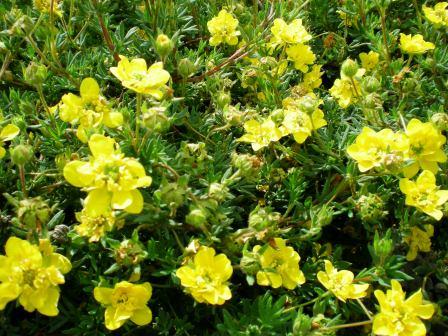 Potentilla Extract - Herbal Extracts