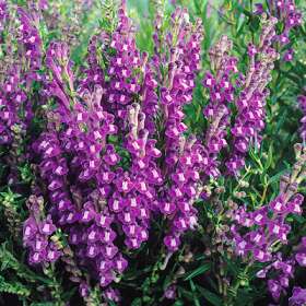 Scutellaria Baicalensis Extract - Herbal Extracts